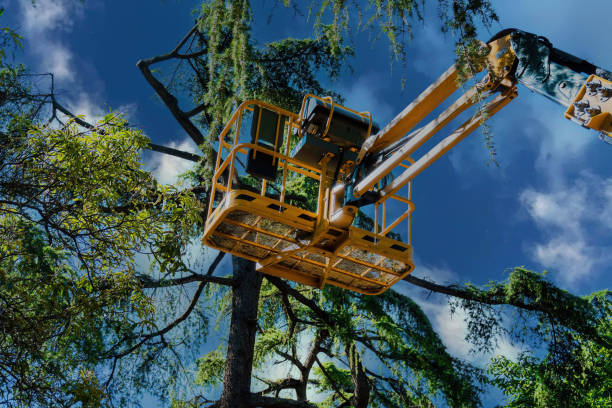 Best Tree Risk Assessment  in Lake Bluff, IL