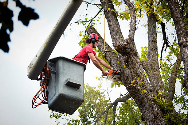 Professional Tree Services in Lake Bluff, IL